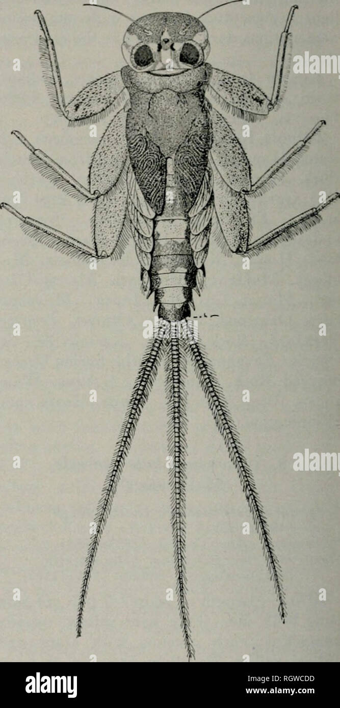 . Bulletin. Histoire naturelle ; l'histoire naturelle. 168 Ii.j.iNois Bulletin d'Histoire Naturelle 26, l'article 121. En 1925, D. H. Thompson, 1 &Lt ; ?. Wauke- peut : 16 juillet. 19. ?5. Ross &AMP ; DeLong, 43 ; le 4 août 1926, 6. Wilmington : 27 mai 1935, Ross &AMP ; Mohr, U . Groupe TRIPUNCTATUM IQ. Stenonima tripunctattiw (banques) tripiimlata agenia HfP'.Les banques (1910:199). Ffmoratum tripnnctatum Stenop.rma (banques). Spieth (1947:99). Homme-longueur du corps 11 mm., de l'aile antérieure 10-13 mm. Chef tan à jaune pâle, une ligne brune face ventrale juste de passage à bases antennaire, vertex ombré de brun lumière intérieure le long Banque D'Images