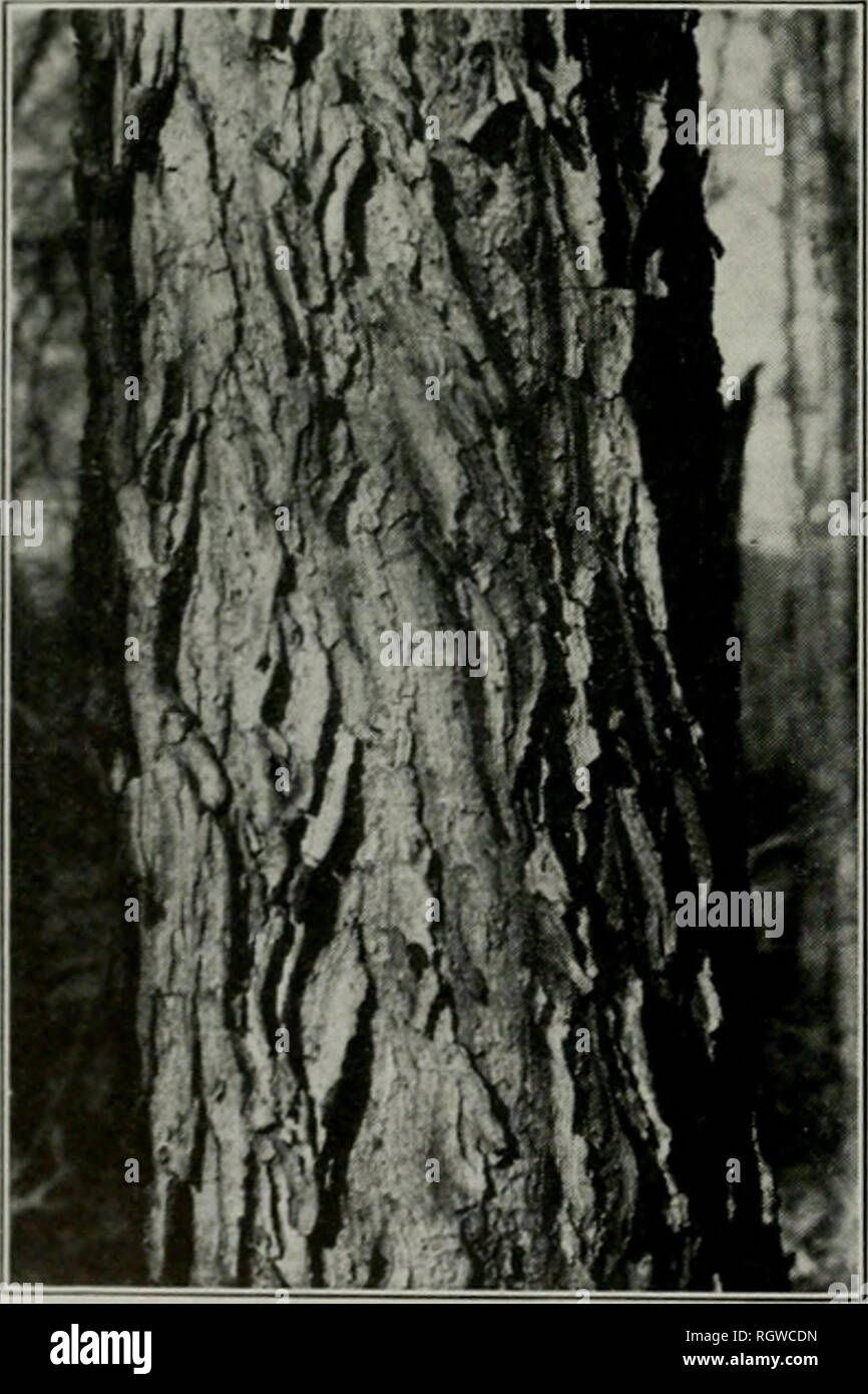 . Bulletin. Histoire naturelle ; l'histoire naturelle. 224 Xatikal Histoky Sikvky Billktin Illinois pod woody containiiiij plusieurs graines. Le stout, brindilles arrondies, witli grands, ronds, saumon pilh. porter 2 sertis un au-dessus de l'autre, chaque presque enterré dans une fosse, soyeux, plutôt au-dessus de chaque grande feuille en forme de cœur-cicatrice. Mais il y a des 2 espèces, l'une dans l'Est de l'Amérique du Nord et une en Chine. À cet égard, c'est comme the Tulip Tree et le sassafras, pour tous les trois survivants isolés semblent être des anciens titres, mais qu'on sait peu de choses de leur earlv historv. GYMNOCLADUS DIOICUS K. Kocii Café Kentucky Tr Banque D'Images