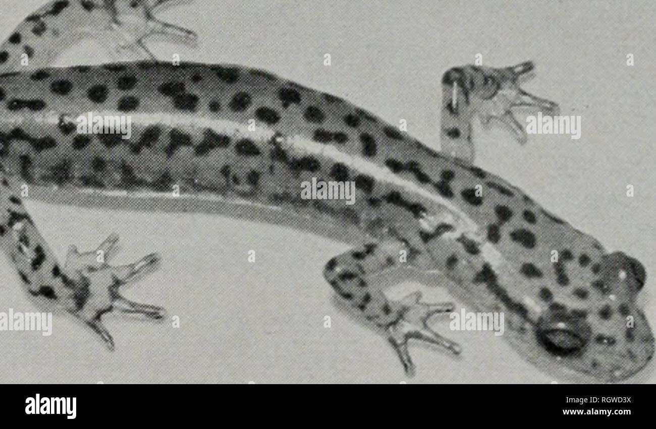 . Bulletin. Histoire naturelle ; l'histoire naturelle. ^9 ". ^ ^IV . Fig. 37.-Un adulte Eurycea lucifuga de Union County, Illinois. Le groundcolor est un rouge-orange ; les inscriptions sont jet noir. modèle 159 mm. de longueur totale), fig. 37, avec de nombreuses taches noires réparties irregu- ment sur l'arrière et sur les côtés ; 13 à 14 sillons costaux ; orteils de membres apprimés sep- arated par XYi plis costaux à un chevauchement des dents vomériennes 2 plis ; généralement en deux J- ou C-série en forme, l'accom- plir nombre combiné de 17 à 39. Variation.-mâles de cette espèce peut être j'femelles par leurs plus "pr Banque D'Images