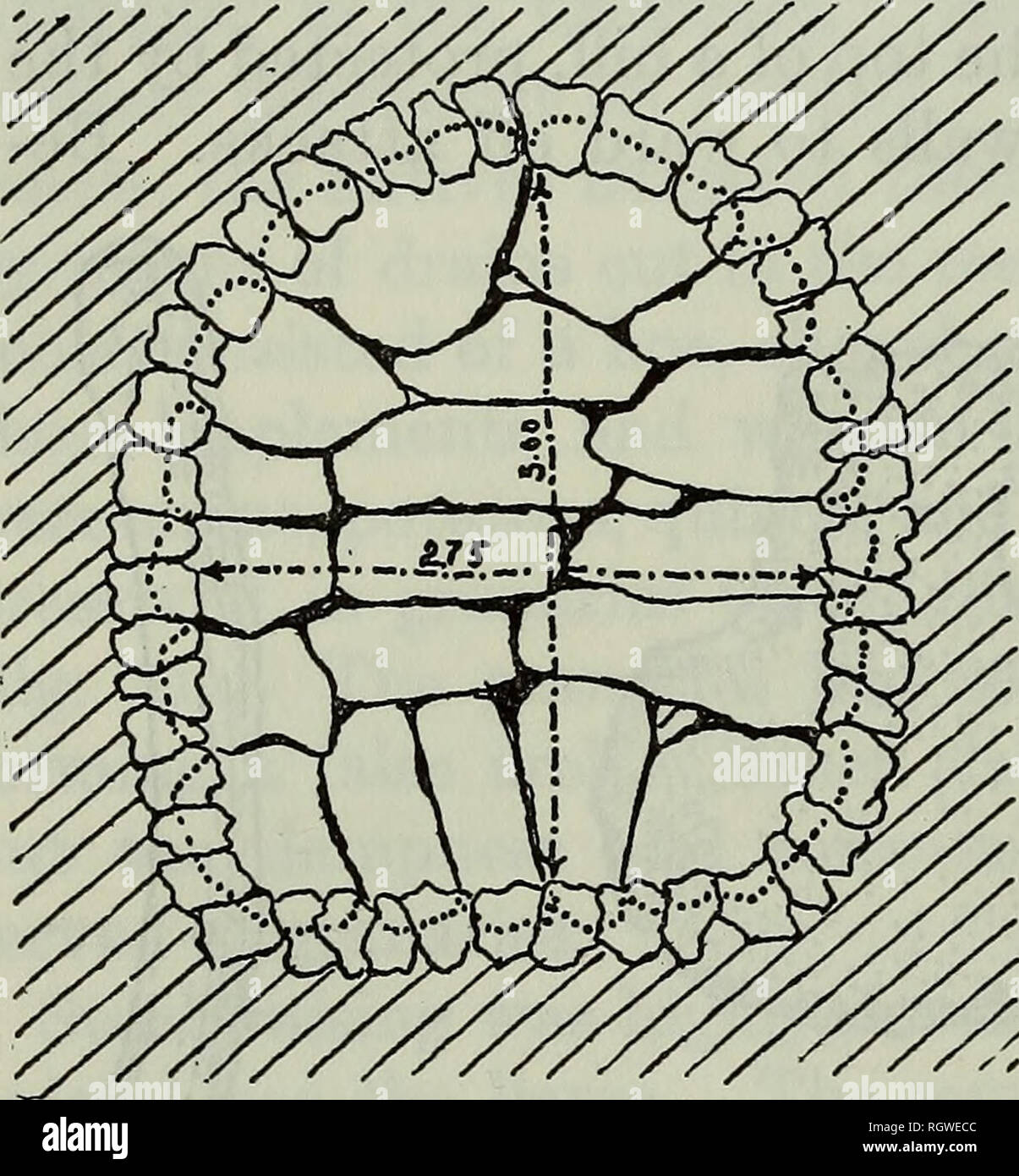 . Bulletin. De l'ethnologie. 622 South American Indians [B. A. E. et Bull. Le Tween 143 maisons, qui couvrait presque toute la surf ace disponible, la rue reliant les diverses sections du village. Dans la Pucara de Tilcara dans la Quebrada de Humahuaca il y a des routes jusqu'à 1 600 m. (Environ 5 250 pieds) de longueur. Un autre célèbre exemple de pucara est Rinconada sur la puna. Il a été démontré que les deux types de sites ont été contemporain et ont été construites par les mêmes Indiens. Les gens vivaient généralement dans le "vieux villages" qui, étant près de l'eau et de terrasses cultivées, a rendu la vie eas Banque D'Images