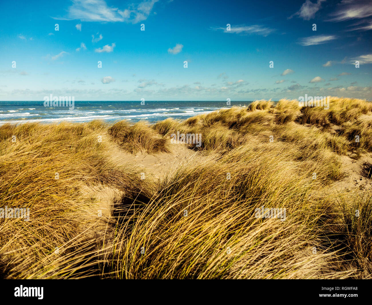 Vue superbe de dunes à l'ammophile dans l'avant-plan vers la mer du Nord à Bray-Dunes Banque D'Images