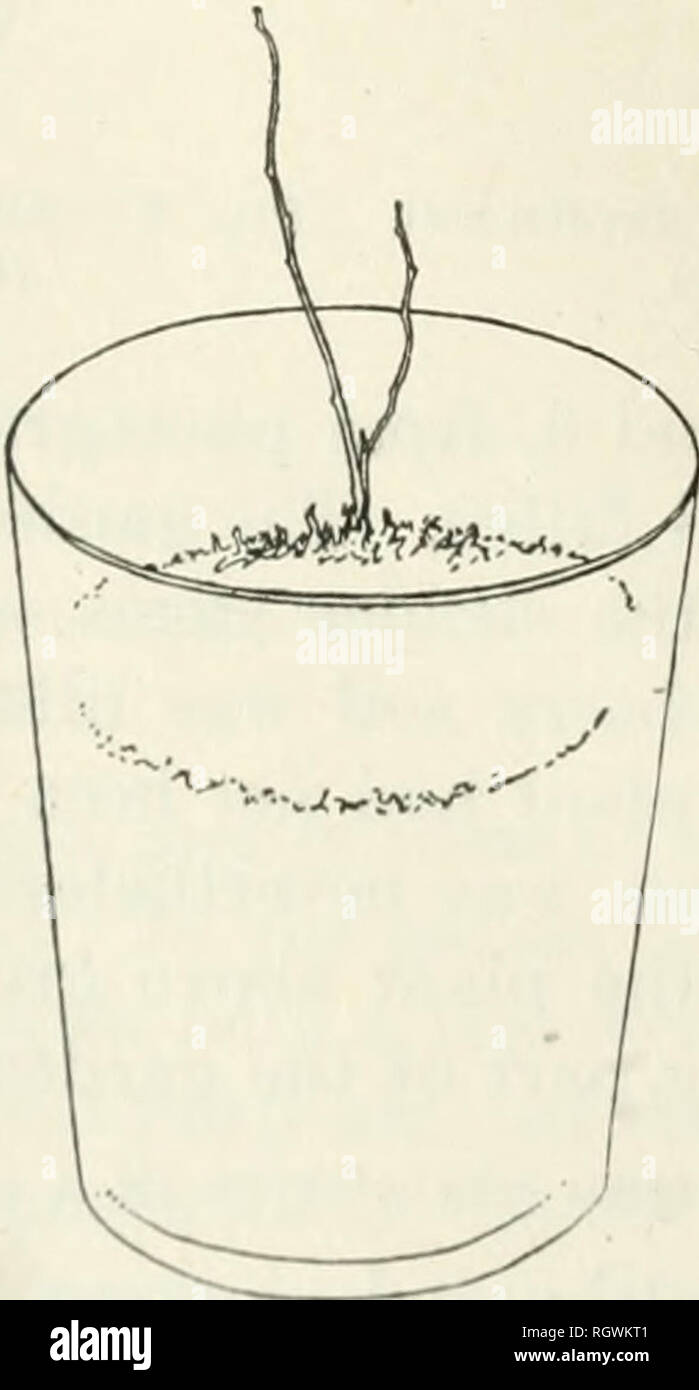 . Bulletin. 1901-13. L'agriculture ; l'Agriculture. 18 EXPÉRIENCES DANS LA CULTURE DU BLEUET. L'homme qui a mis le semis de bleuets dans la terre, cependant, l'incompréhension les directions envoyé, rempli les trous dans lesquels il a établi des plantes avec d'autres couches de terre et de fumier stable bien pourri. L'écrivain ex- amined les plantes le 27 août 1909, alors qu'ils devraient avoir été soit la vigueur croissante- ment ou, avec feuillage mature, maturation leur bois pour l'hiver. Au lieu de cela, ils avaient perdu presque toutes leurs feuilles plus âgées, bien que toujours le maintien d'une croissance faible et spindling aux extrémités de la grande Banque D'Images