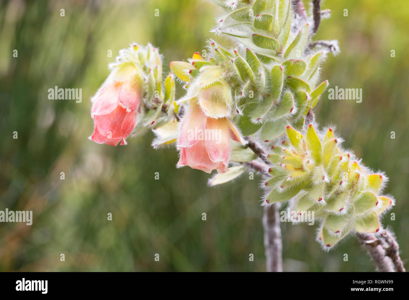 Marais Rare Rose, Orothamnus zeyheri, une espèce de fynbos de montagne vulnérables sous la menace d'extinction des jardins botaniques de Kirstenbosch , Cape Town, Weste Banque D'Images