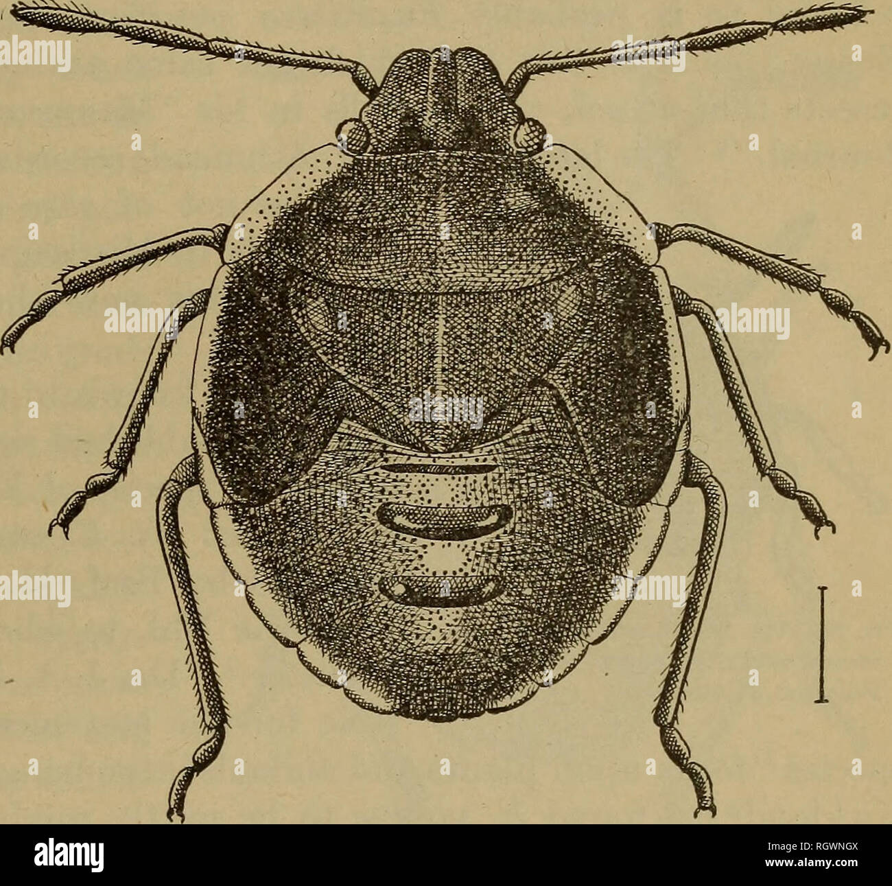 . Bulletin. Les insectes ; les insectes nuisibles ; entomologie ; insectes ; les insectes nuisibles ; l'entomologie. Le GKAIN BUG. 73 visible pour permettre à mesquite à croître dans les environs de coton lorsqu'elle peut être évitée. Jusqu'à présent les observations sur les habitudes alimentaires des con- chuela nous ont donné aucune raison de s'attendre à ce qu'un piège la récolte peut être utilisé avec succès pour détourner l'attention de l'insecte à partir de la filière coton après les capsules deviennent favorables pour l'alimentation. En date du 29 mai 1906, M. J. H. Vaughan, d Tlahuahlo, au Mexique, dans une communication à l'écrivain a déclaré que l'conchuela avait déjà apparu sur la luzerne. Il s'adresse à Banque D'Images