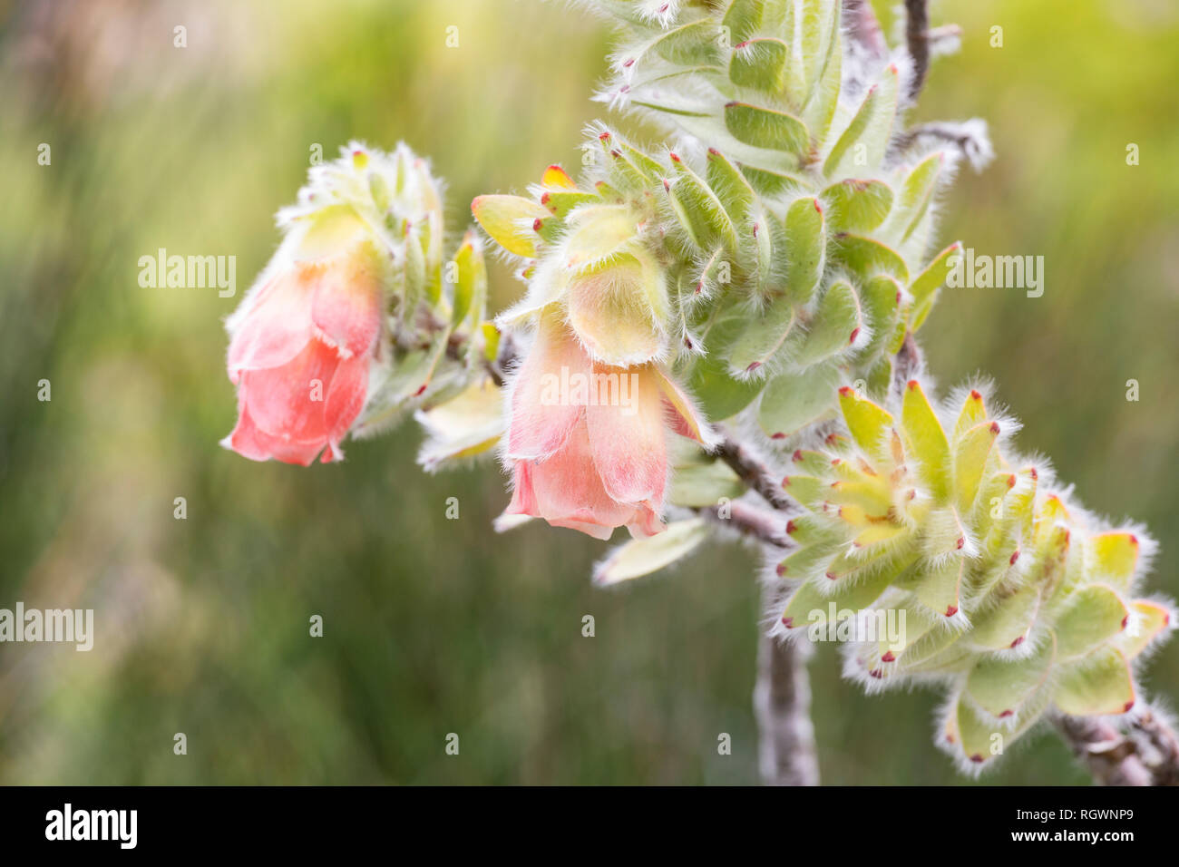 Marais Rare Rose, Orothamnus zeyheri, une espèce de fynbos de montagne vulnérables sous la menace d'extinction des jardins botaniques de Kirstenbosch , Cape Town, Weste Banque D'Images