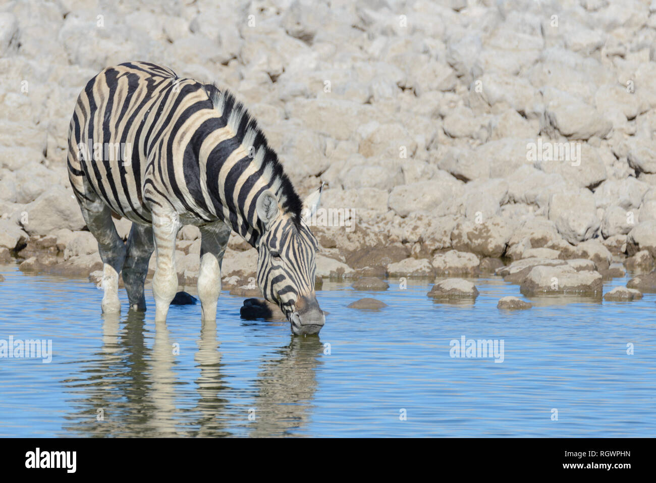 Les zèbres sauvages dans de l'eau potable dans la savane africaine waterhole Banque D'Images