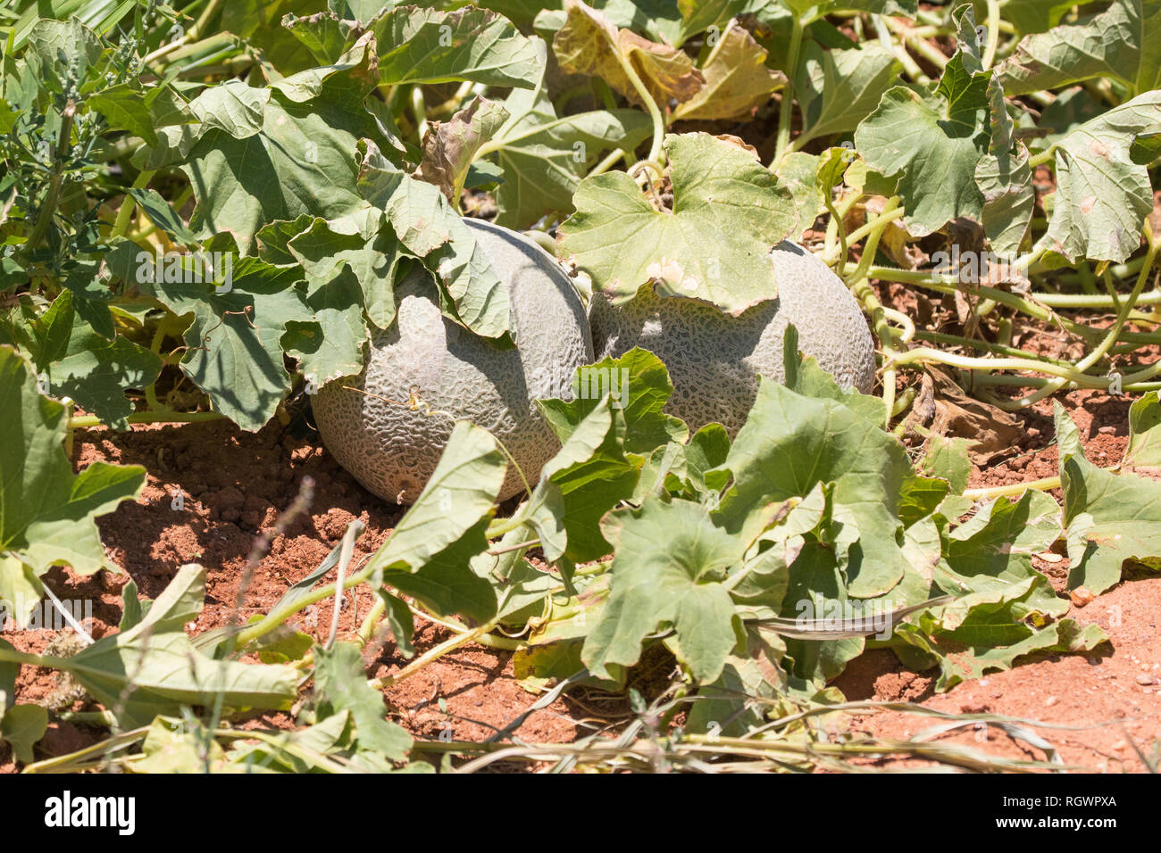 Spanspek, Sweet melon cantaloup ou melon, Cucumis melo, poussant sur la vigne dans un champ agricole. Des cultures agricoles, l'agronomie, la récolte Banque D'Images