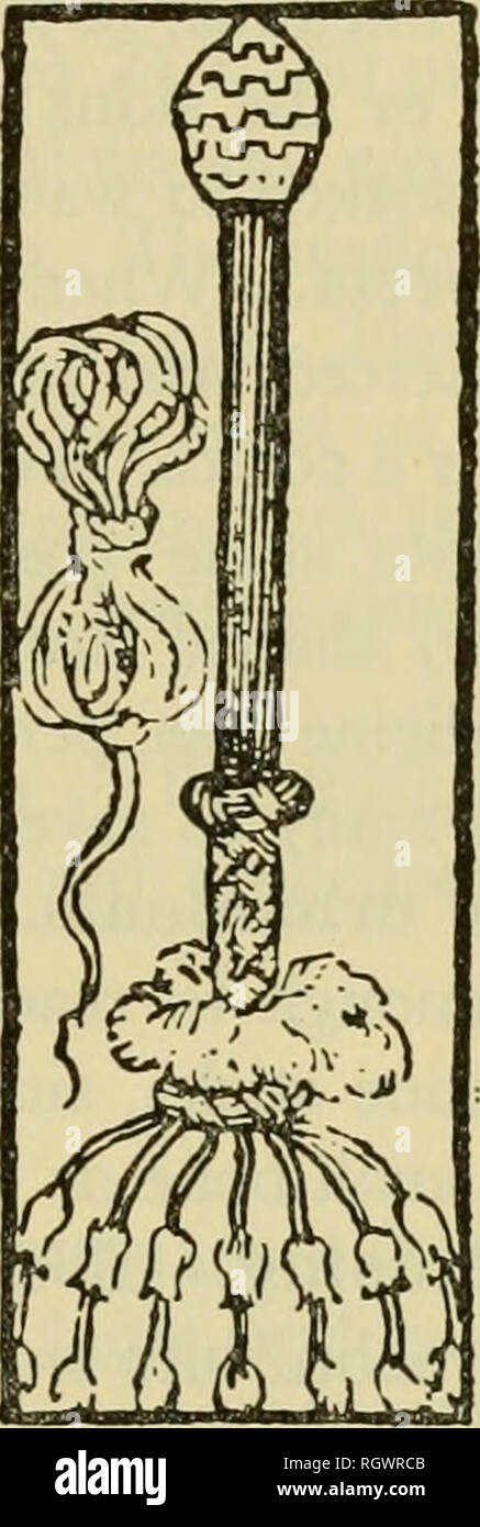 . Bulletin. De l'ethnologie. Figure 9.-Tupinamba objets de cérémonie. Gauche : Warrior's panaches de plumes porté sur les hanches. Droite : club de cérémonie et cordon. (Après Staden, 1557.) Colliers et jarretelles.-chefs et hommes importants avaient des colliers de coquillages ronds ou carrés (Strombus pugilis) perles si longtemps-certains ont 30 pieds (9m.) de la longueur qu'ils avaient dû être enroulée un grand nombre de fois le tour de leur cou. D'autres avaient des chaînes de perles en bois noir {Astro- caryum best). Warriors affiche colliers montés avec les dents- parfois jusqu'à 2,(XX) à 3 000-de leurs victimes. Les femmes utilisent les mêmes colliers, mais habituellement wor Banque D'Images