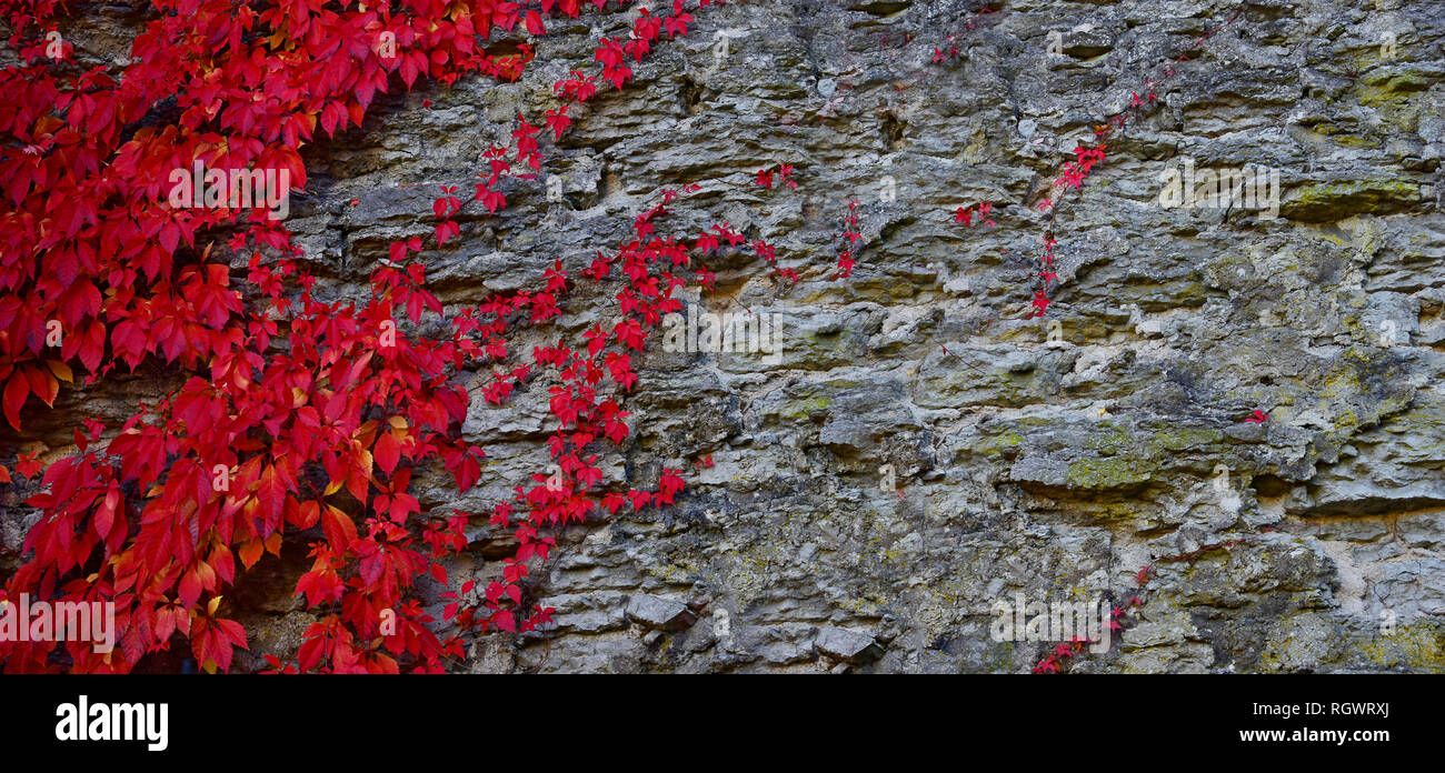 Vieux Mur de pierre avec l'automne les feuilles rouges Banque D'Images