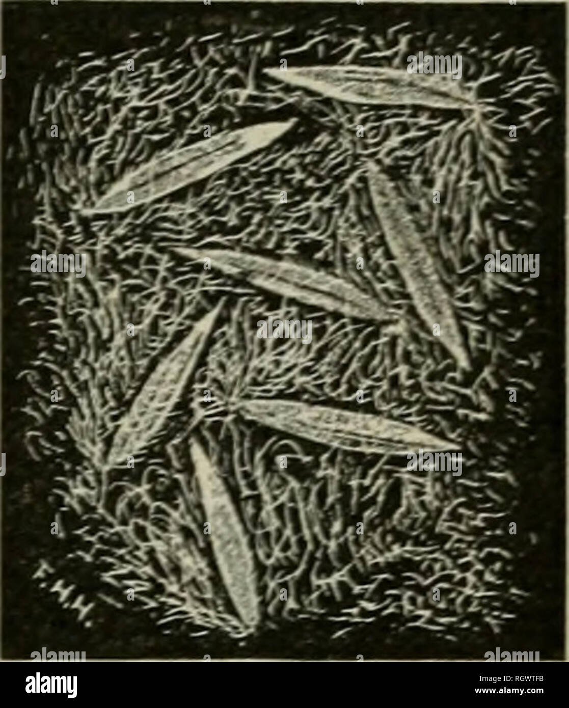 . Bulletin. 1901-13. L'agriculture ; l'Agriculture. Des descriptions des espèces. 29. Dans le commerce des semences bluegrass Texas est unrubbed, et que la pubescence soyeuse et web sont très persistants, ils sont toujours présents. Les poils sont si longues et nombreuses que les graines s'accrocher lâchement enchevêtrées, bouquets, laineux et sont donc faciles à distinguer de tous les autres Poas commerciale. (Fig. 10.) Le Poa annua L. ANNUA ! L'herbe de prairie. Bouquets de fleurs ; 3 à 5 épillets li-3 mm. de long, ovales ou ovales-lancéolées et relativement forte, fortement carénées, et au dos voûté, plus ou moins densément pubescents, brun clair ou foncé brow Banque D'Images