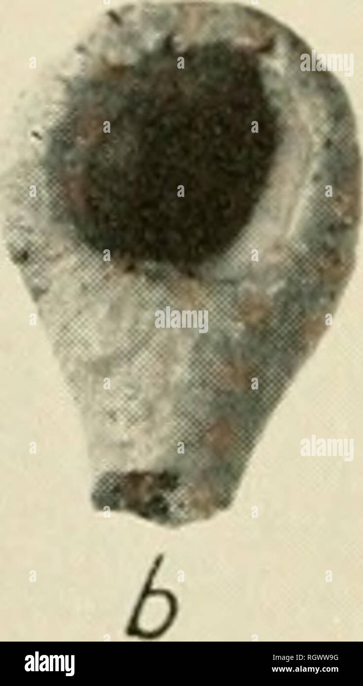 . Bulletin. De l'ethnologie. 11. .Li y ij IIIJ M r^^^^ pi I I I I Kin. •. F. Veuillez noter que ces images sont extraites de la page numérisée des images qui peuvent avoir été retouchées numériquement pour plus de lisibilité - coloration et l'aspect de ces illustrations ne peut pas parfaitement ressembler à l'œuvre originale.. Smithsonian Institution. Bureau of American Ethnology. Washington : G. P. O. Banque D'Images