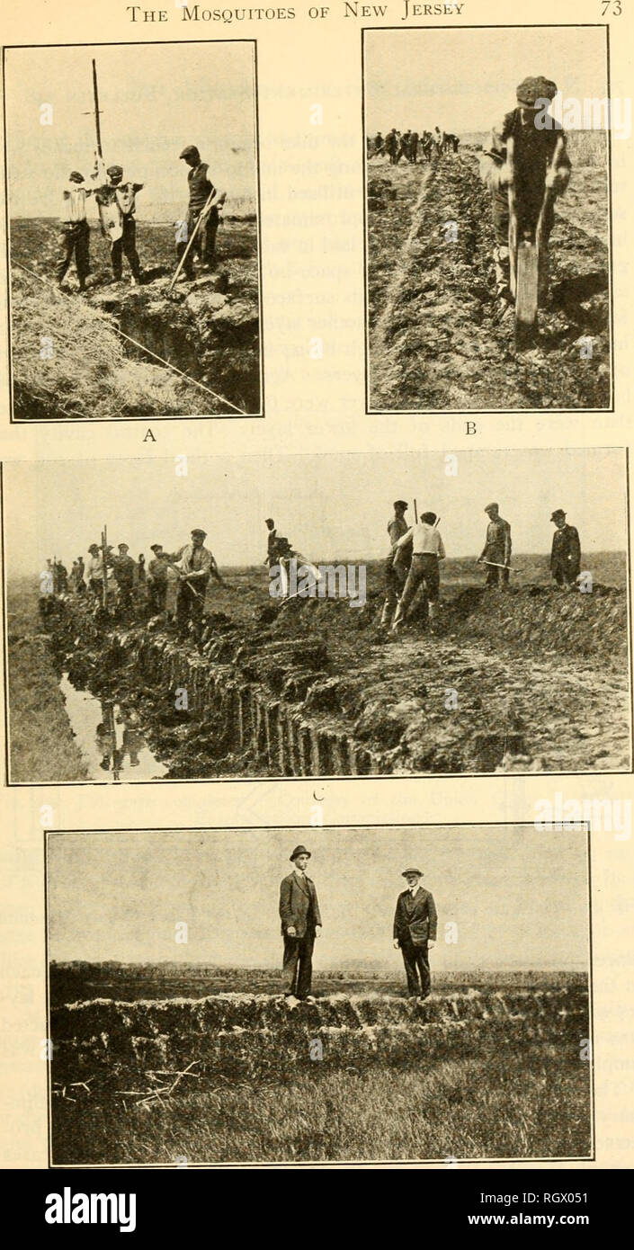 . Bulletin. L'agriculture ; l'Agriculture. Les moustiques du New Jersey. Tiff D 40. La construction d'une digue. A. la coupe trench préliminaire ; B. pilonnage dans la boue ; C. Gang à travailler sur la construction d'une digue ;D. Dyke achevé qu'elle en avait l'air pendant l'été suivant. (Photos du comté d'Union IMosquito Commission extermination).. Veuillez noter que ces images sont extraites de la page numérisée des images qui peuvent avoir été retouchées numériquement pour plus de lisibilité - coloration et l'aspect de ces illustrations ne peut pas parfaitement ressembler à l'œuvre originale.. New Jersey Agricultural Experiment Station. [Nouveau Brunswi Banque D'Images