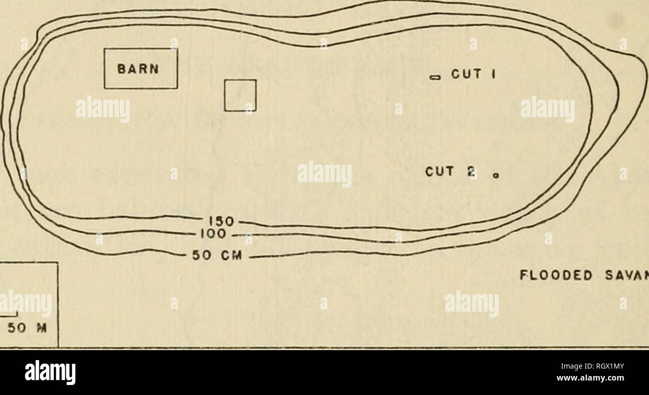 . Bulletin. De l'ethnologie. 156 BUREAU OF AMERICAN ETHNOLOGY [Bull. 177. FLOOOEO Niveau savane 0- 8 cm- Niveau 8-16 cm. 16-24 cm niveau niveau- 24-32 cm 32-40 cm niveau-- Niveau 40-48 cm 48-56 cm niveau-- Figure 62.-croquis de B-1 : Tiger Island, une habitation de l'emplacement de l'Abary Phase. Couper 2, 1 par 1 mètres, a été placé dans le sud-ouest de quart du site. La surface était couverte d'herbe. Cette excavation a montré les caractéristiques suivantes de la refuser-Sol : très fort ; gris clair à la surface, devenant plus foncée au-dessous de 4 cm. ; petits tessons. Gris moyen du sol. Mêmes conditions. Conditions sa Banque D'Images