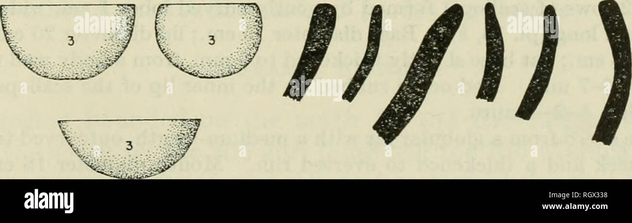 . Bulletin. De l'ethnologie. J ' I I I I I 0 4 8 12 cm Échelle navire. Figure 22.-Rim adulte et formes de navire, Plaine de Vilanova Mazagao Phase (annexe, tableau 8). Base : aplati, -généralement une légère Rith 5-10 socle ram. élevé ; diamètre de base 8 à 14 cm. 3. Bols avec outcurving ouvert ou légèrement incurvé côtés (fig. 22-3). Jantes : Arrondi ou Carré à bords arrondis, parfois exte- riorly épaissi. L'épaisseur de la paroi du corps : 4-10 mm. ; majorité 6-8 mm. Les dimensions du corps : 20 à 40 cm. ; majorité 24-32 cm. Base : rondes ou plates.. Veuillez noter que ces images sont extraites de la page numérisée des images qui peuvent avoir Banque D'Images