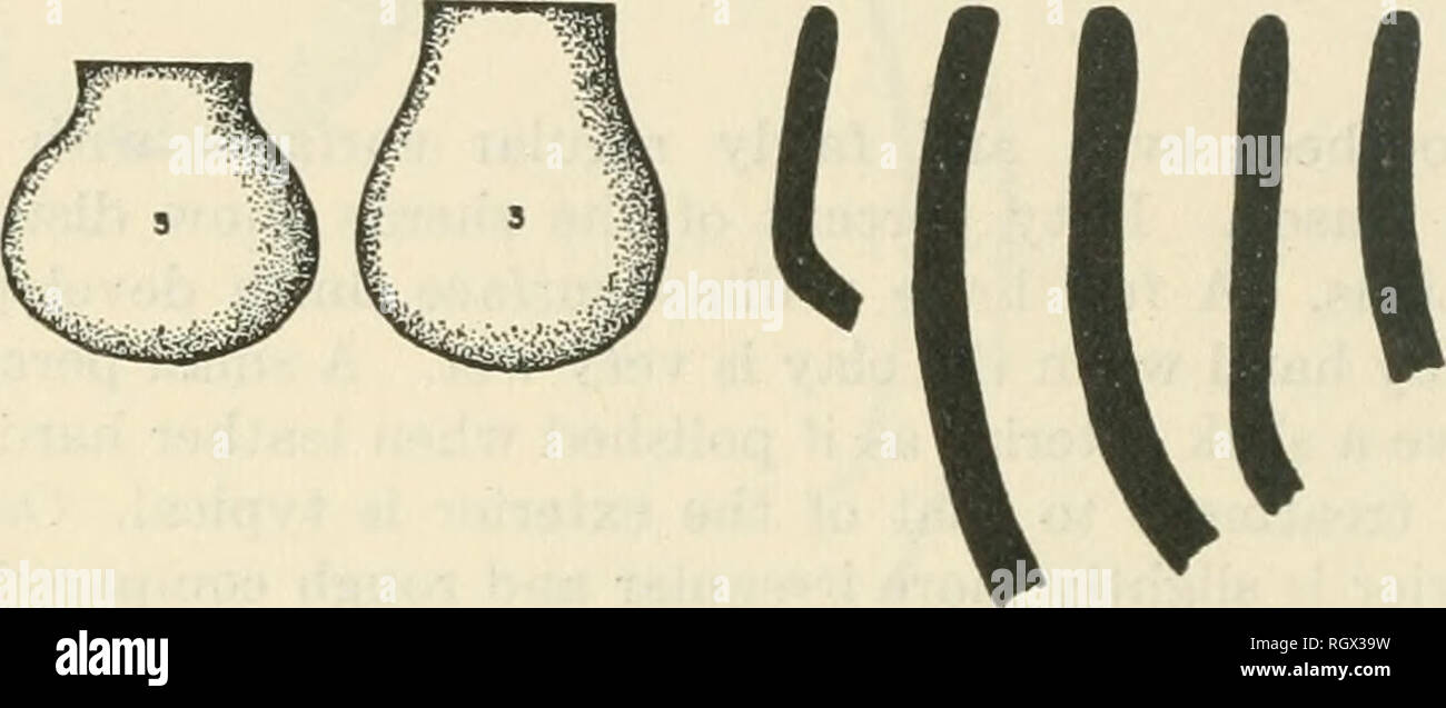 . Bulletin. De l'ethnologie. rf({ 0 I un sen iy///. 04 Une VttttI 12 CM 8c9l" Figure 19.-Rim adulte et formes de navire Mazagao Plaine, Mazagao Phase (annexe, tableau 5). 2. Tall, bocaux cylindriques avec bases et socle court jantes direct (fig. 19-2). Rim : Direct, à sommet plat et carré avec bords légèrement arrondis ; 16-22 cm diamètre de la bouche. Corps de la paroi : 4r-ll mm. ; majorité 7-8 mm. Les dimensions du corps : 18-26 cm., hauteur 35-40 cm. Base : Télévision, court-socle ; 0,5 à 1,5 cm. de haut, 10 à 15 cm. de diamètre. 3. Arrondi pot avec unthicliened outsloping rim et verticale ou du cou (fig. 19-3). Rim : Direct ; l Banque D'Images