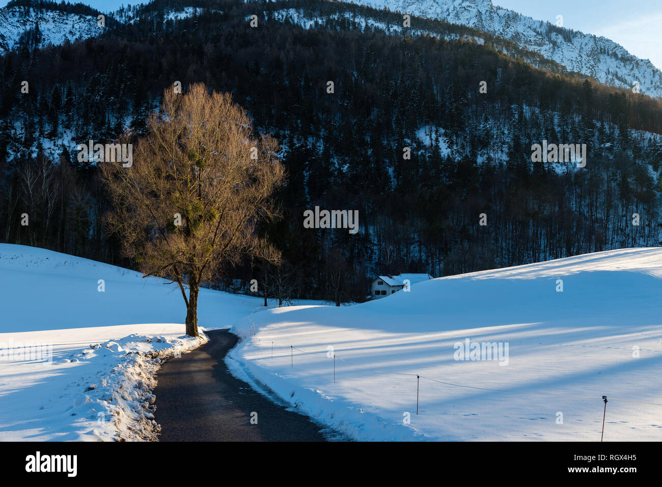 Un arbre solitaire dans un Bayrischgmain Fiel, neige, Bavière, Allemagne Banque D'Images