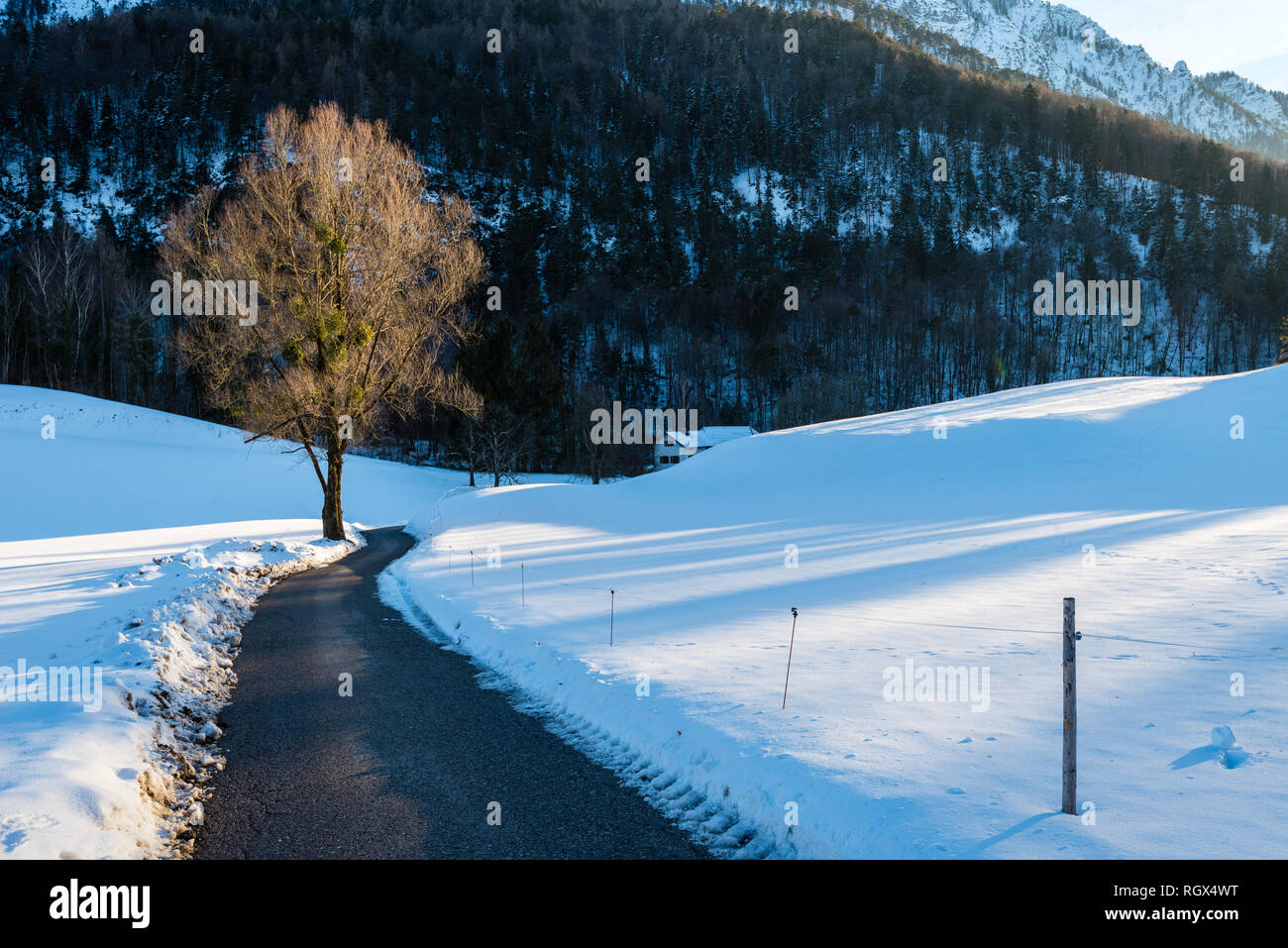 Un arbre solitaire dans un Bayrischgmain Fiel, neige, Bavière, Allemagne Banque D'Images