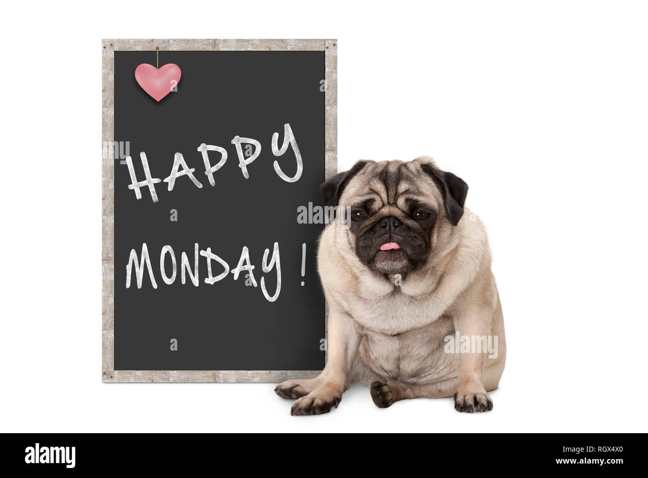Cute puppy dog pug grincheux avec mauvaise humeur du lundi matin, assis à côté de tableau noir avec inscription happy lundi Banque D'Images
