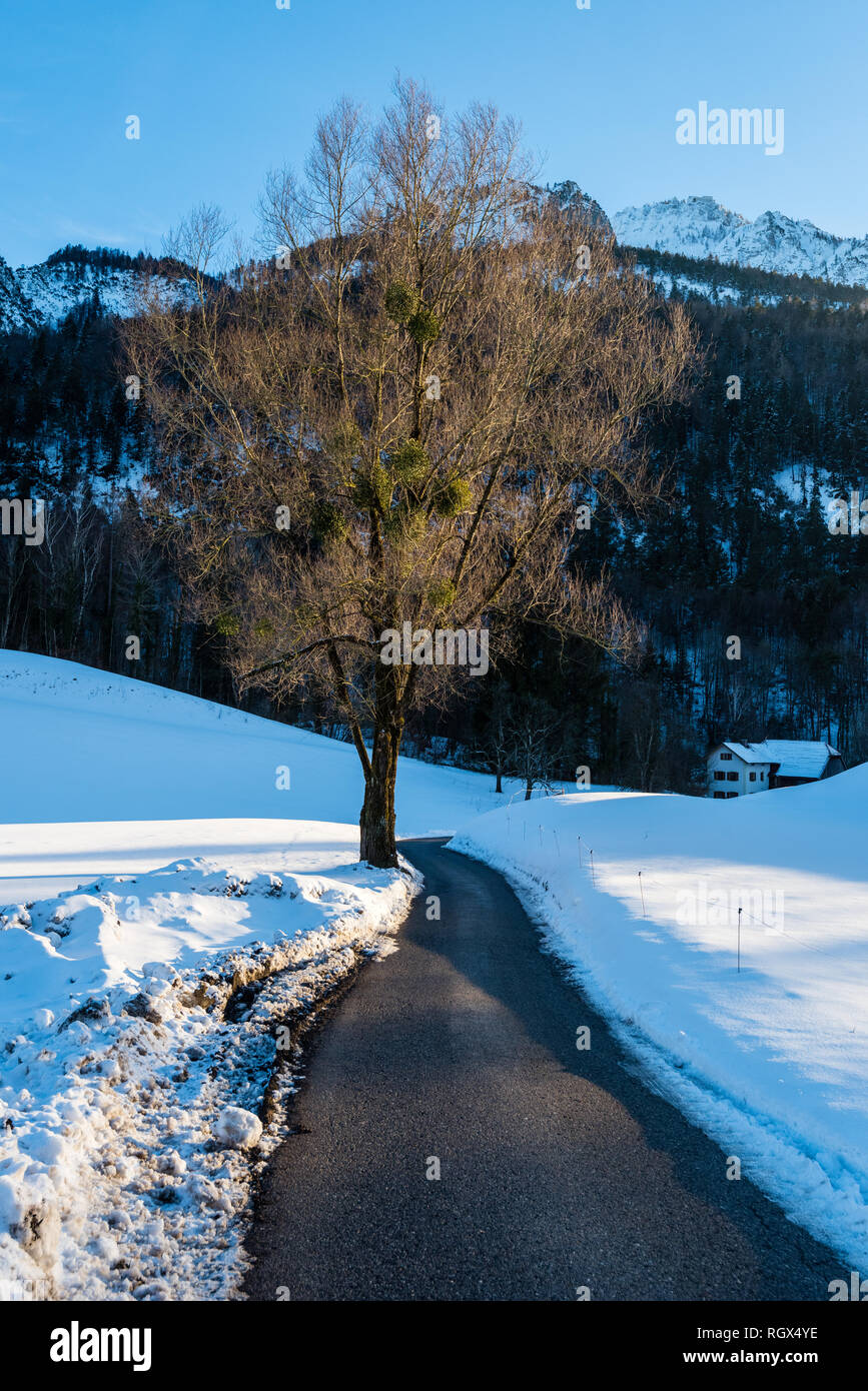 Un arbre solitaire dans un Bayrischgmain Fiel, neige, Bavière, Allemagne Banque D'Images