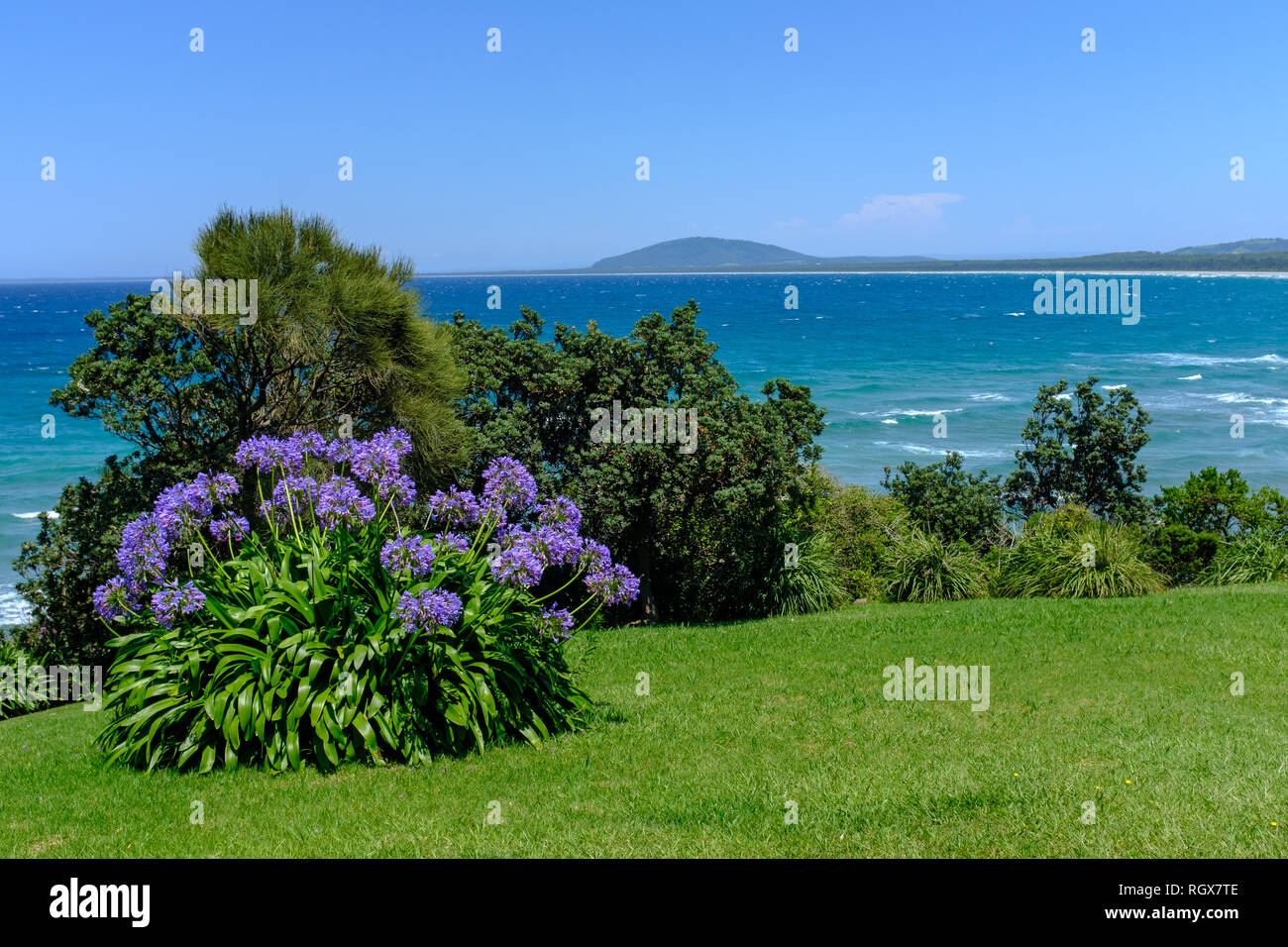 La fleur bleue Agapanthus (Lily of the Nile) plante qui fleurit sur la côte du Sud, Australie, c'est une espèce indigène qui a être naturalisé Banque D'Images