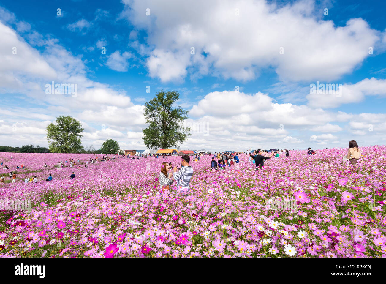 Personnes visitent Cosmos flower festival à Anseong terres agricoles. Banque D'Images