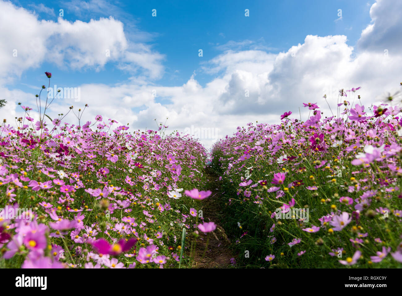 Champ de fleurs cosmos et nuages ciel en terres agricoles Anseong Banque D'Images