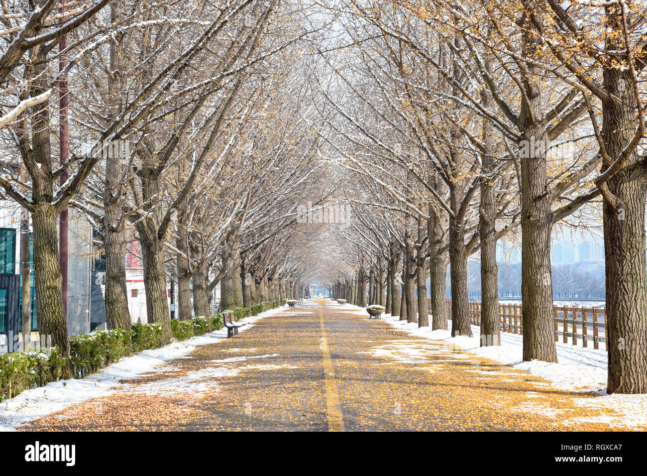 Asan ginkgo tree road en hiver. Banque D'Images