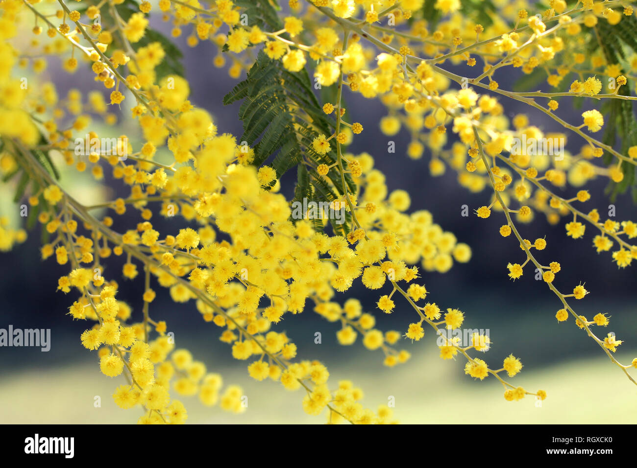 Des plantes sensibles, Mimosa Banque D'Images