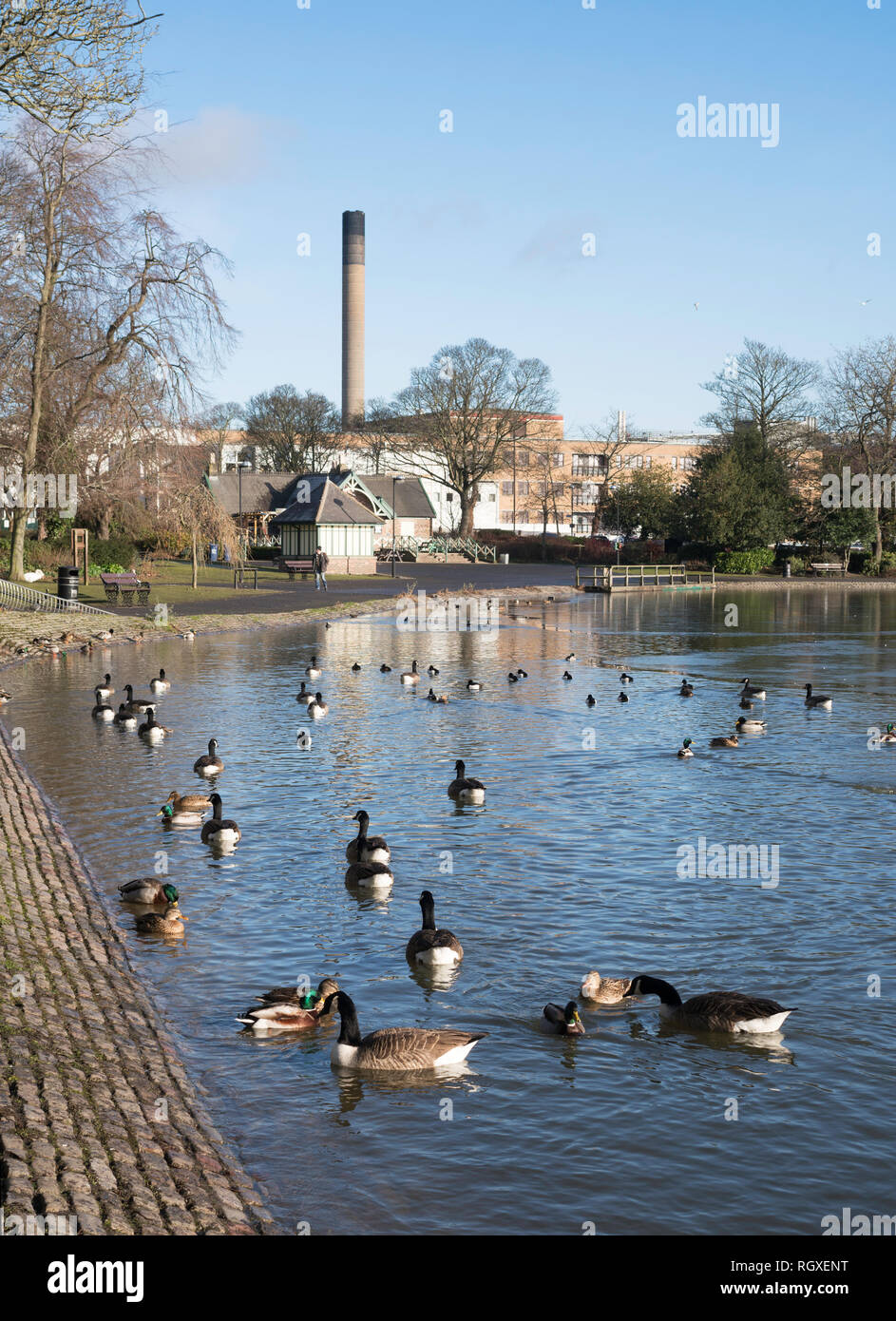 Les canards et oies sur Leazes Park lac de plaisance, Newcastle upon Tyne, England, UK Banque D'Images