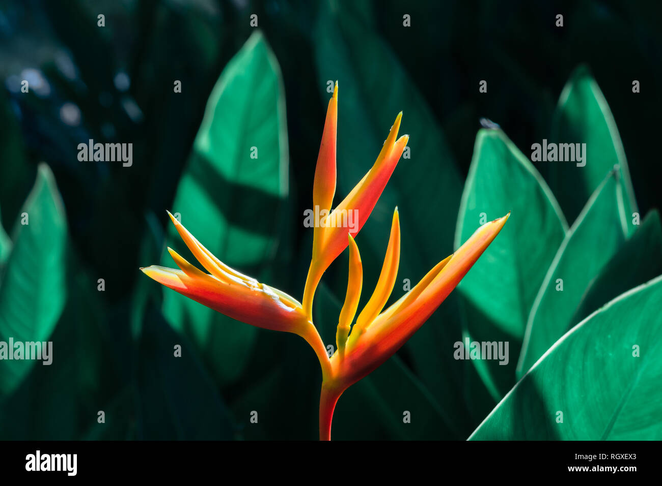 Heliconia psittacorum ou Heliconia Golden Torch ou faux Oiseau du Paradis fleur. Fleurs tropicales exotiques dans la jungle avec des feuilles jardin arrière-plan. Banque D'Images