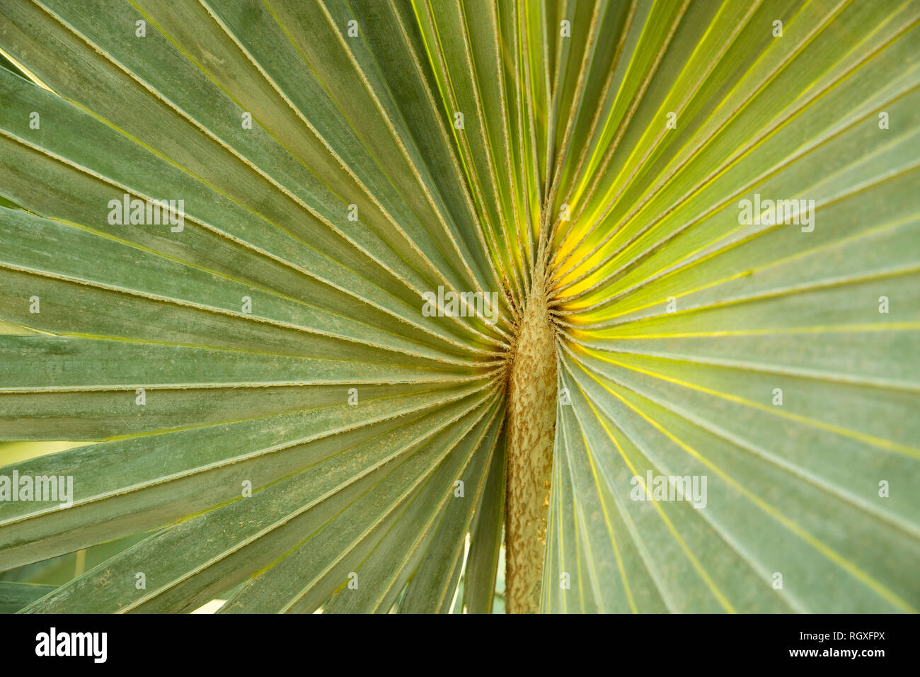 Une feuille verte tropicale close up, graphique, forme texturé Banque D'Images