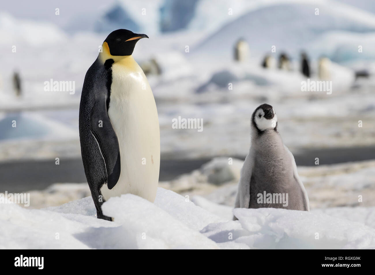 Manchot Empereur (Aptenodytes forsteri), la plus grande espèce de pingouin, élever leurs poussins sur la glace de mer à Snow Hill Island, l'Antarctique Banque D'Images