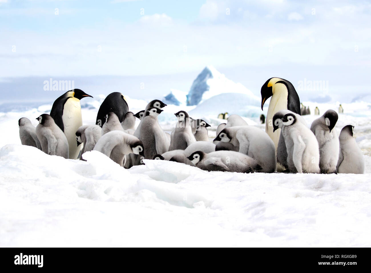 Manchot Empereur (Aptenodytes forsteri), la plus grande espèce de pingouin, élever leurs poussins sur la glace de mer à Snow Hill Island, l'Antarctique Banque D'Images