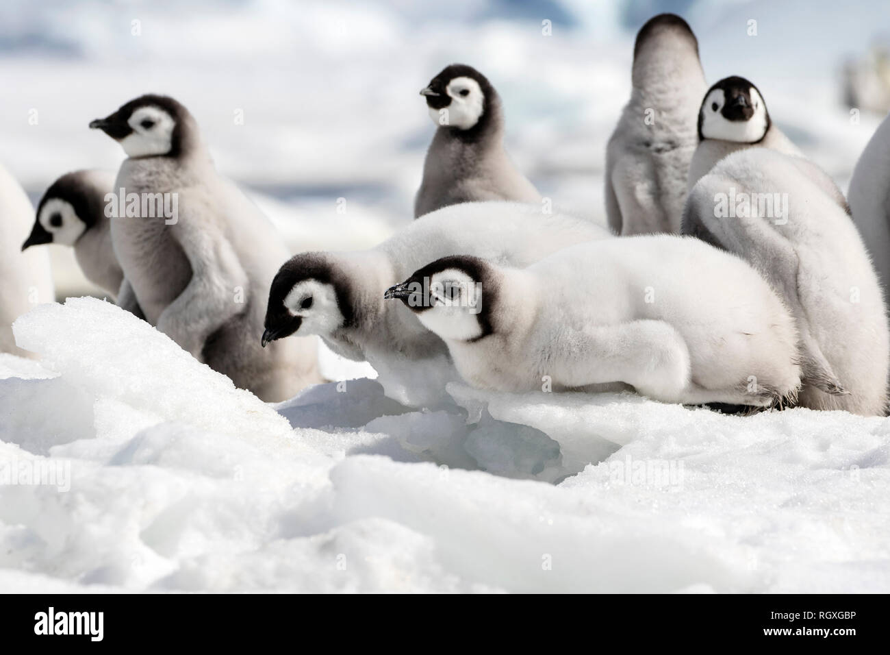 Adorable manchot empereur (Aptenodytes forsteri) poussins sur la glace de mer à Snow Hill Island, l'Antarctique Banque D'Images