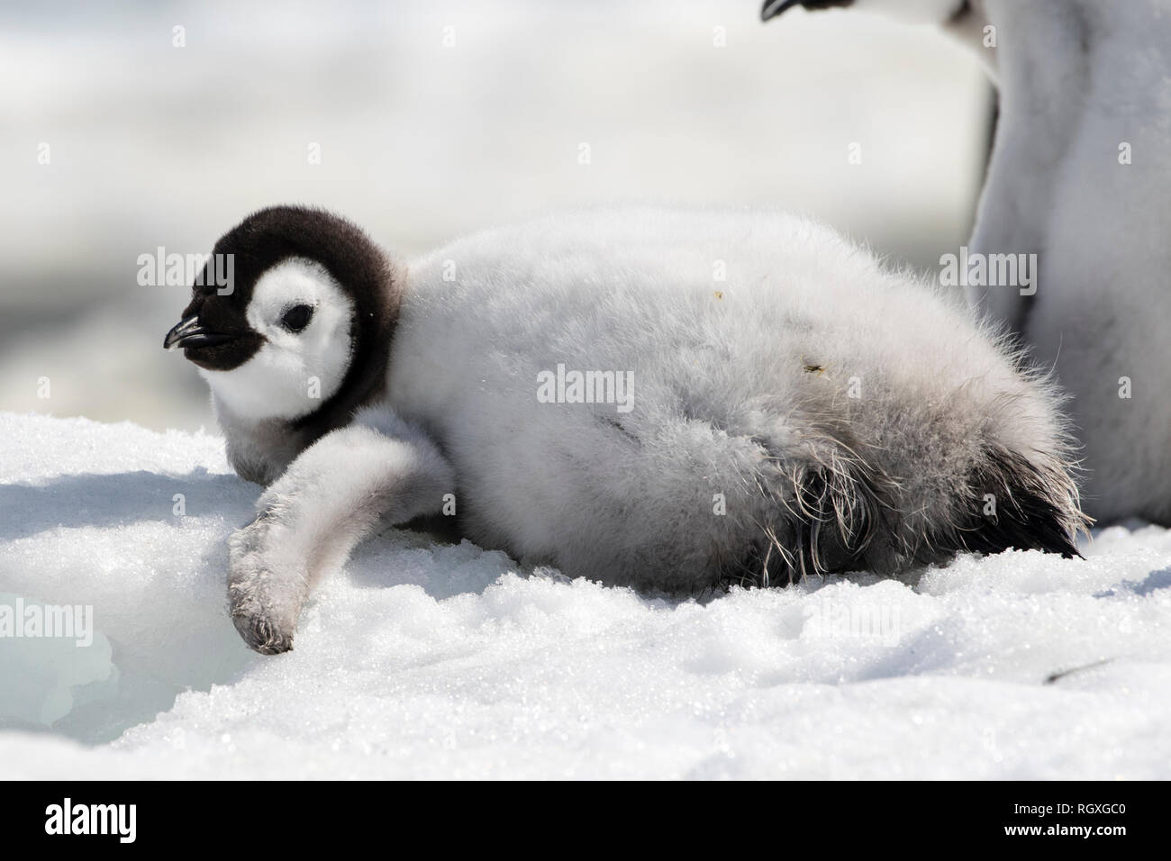 Adorable manchot empereur (Aptenodytes forsteri) poussins sur la glace de mer à Snow Hill Island, l'Antarctique Banque D'Images