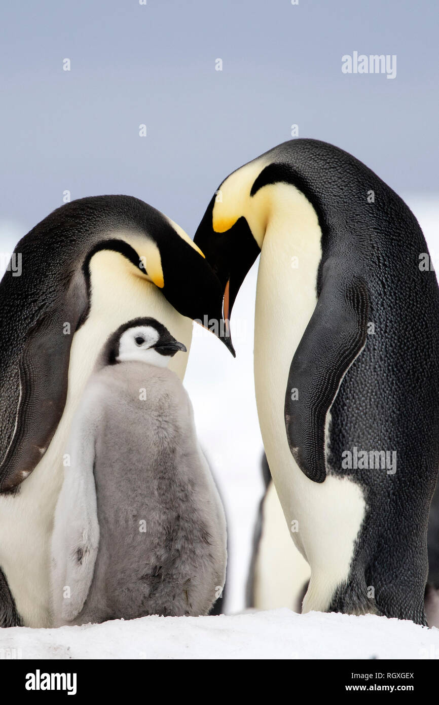 Manchot Empereur (Aptenodytes forsteri) soins parentaux à Snow Hill Island, l'Antarctique Banque D'Images