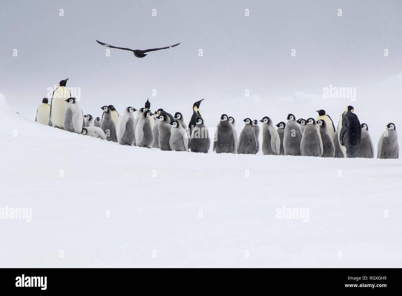 Manchot Empereur (Aptenodytes forsteri) élever leurs poussins sur la glace de mer à Snow Hill Island, l'Antarctique. Un skua volait au-dessus d'eux. Banque D'Images