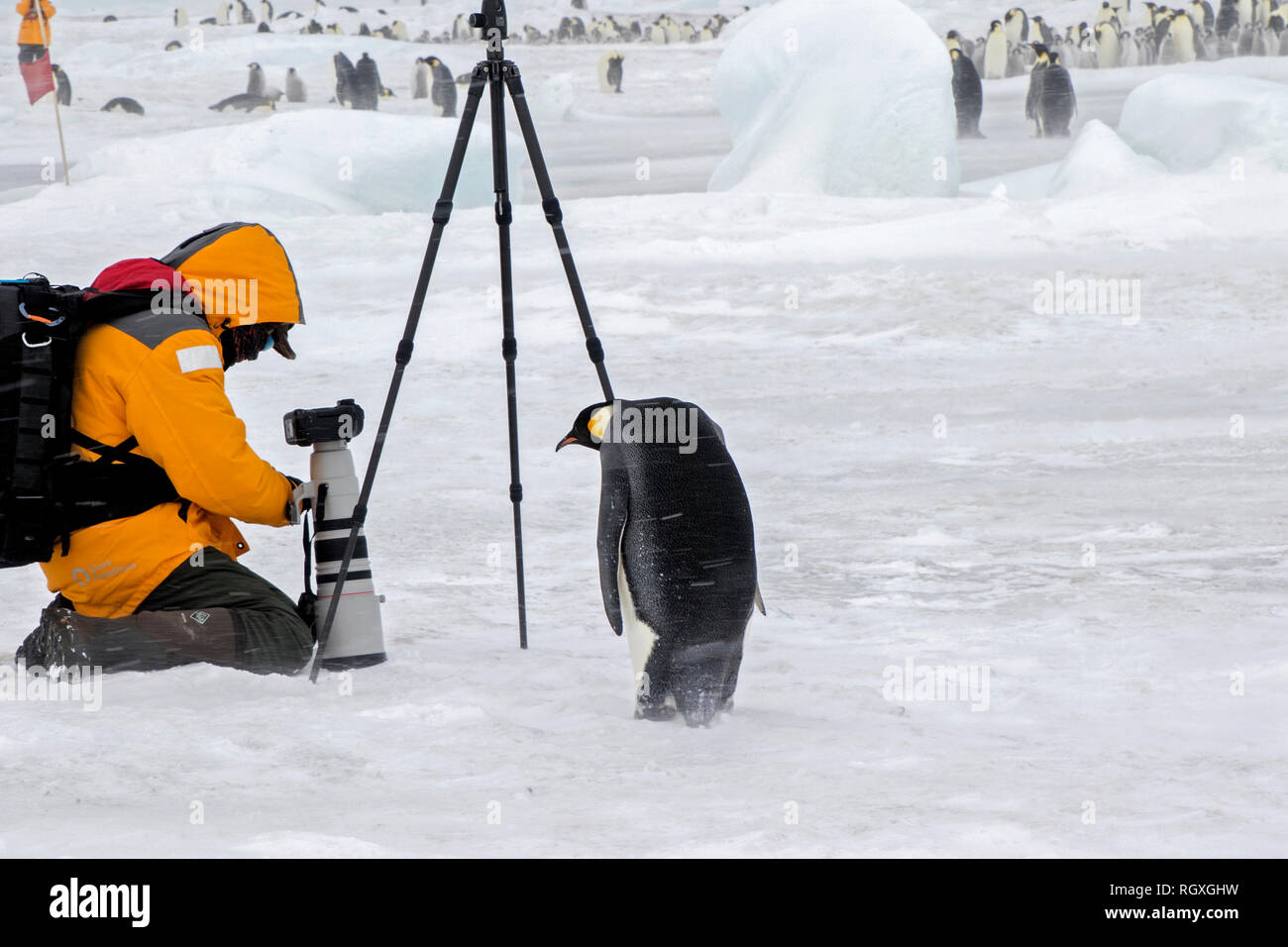 Curieux manchot empereur (Aptenodytes forsteri) l'extraction d'un photographe à Snow Hill Island, l'Antarctique Banque D'Images