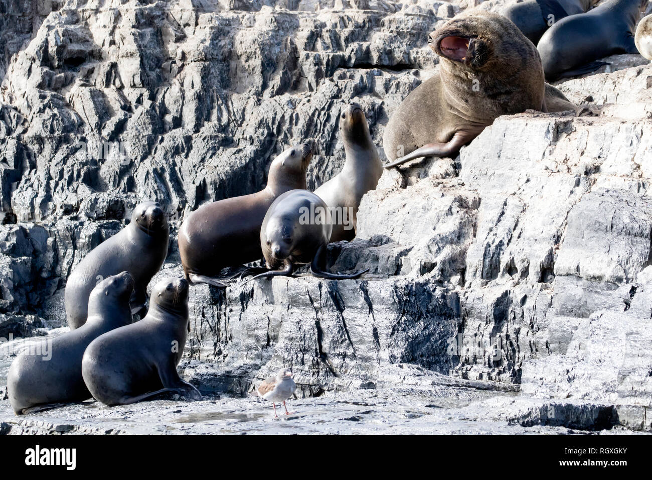 Lion de mer d'Amérique du Sud / Sud de Sea Lion (Otaria flavescens) dans le canal de Beagle, Argentine Banque D'Images
