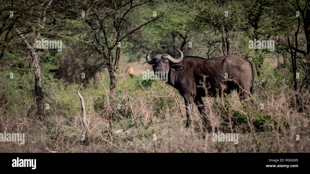Safari au Kenya et en Tanzanie, Dec'18 et Jan'17 Banque D'Images