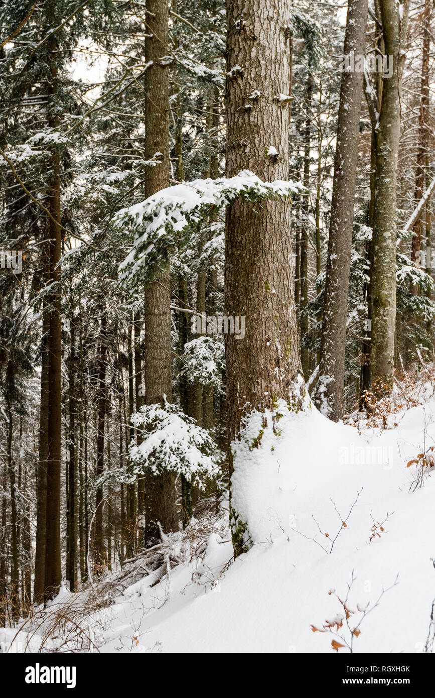 Le sud de la Forêt-Noire (en allemand : Südschwarzwald) fait référence à la partie la plus élevée de la Forêt Noire qui a été fortement transformé par la glaciation de l'âge de glace Banque D'Images