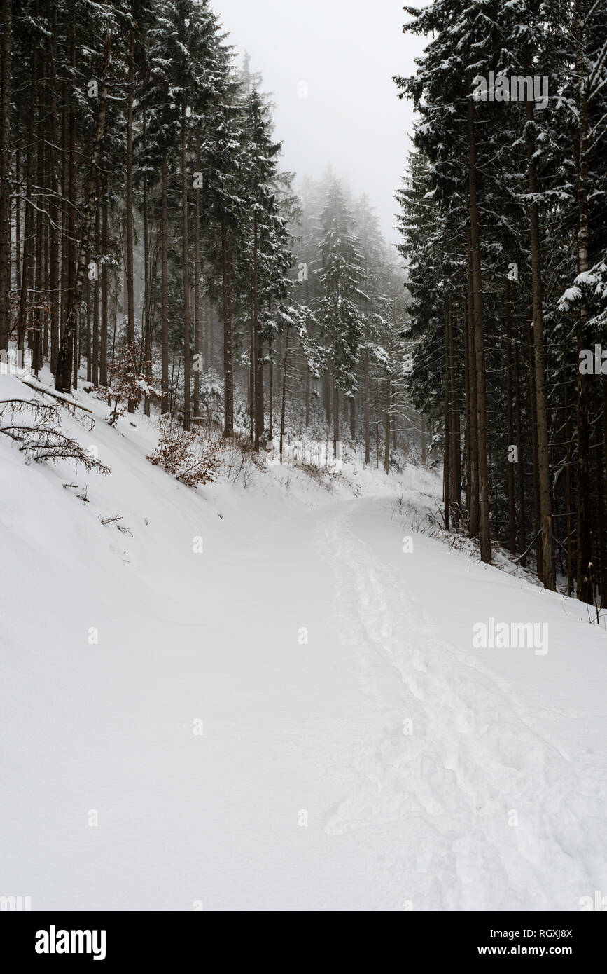 Le sud de la Forêt-Noire (en allemand : Südschwarzwald) fait référence à la partie la plus élevée de la Forêt Noire qui a été fortement transformé par la glaciation de l'âge de glace Banque D'Images
