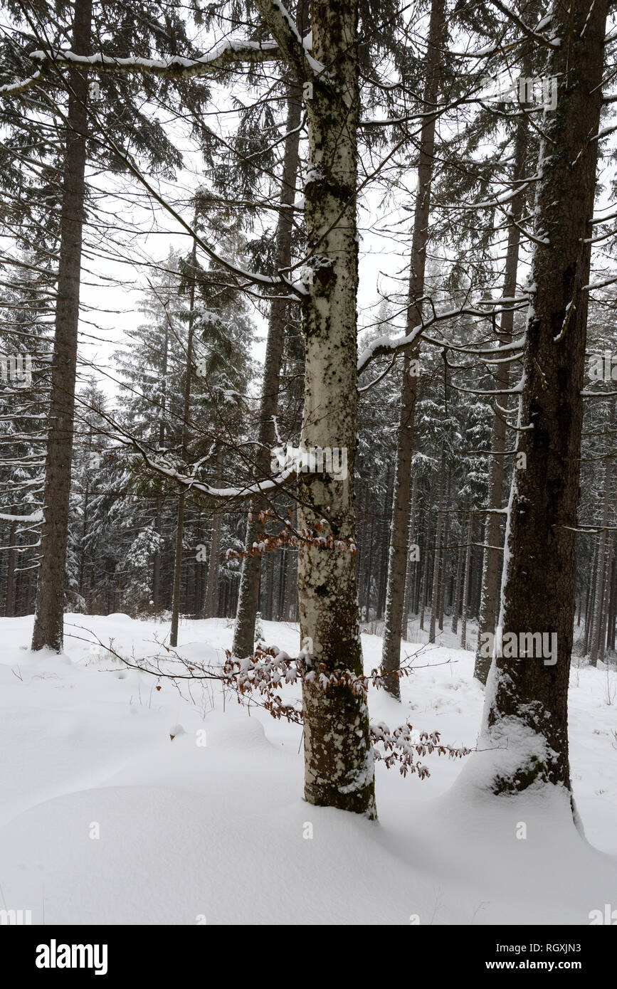 Le sud de la Forêt-Noire (en allemand : Südschwarzwald) fait référence à la partie la plus élevée de la Forêt Noire qui a été fortement transformé par la glaciation de l'âge de glace Banque D'Images