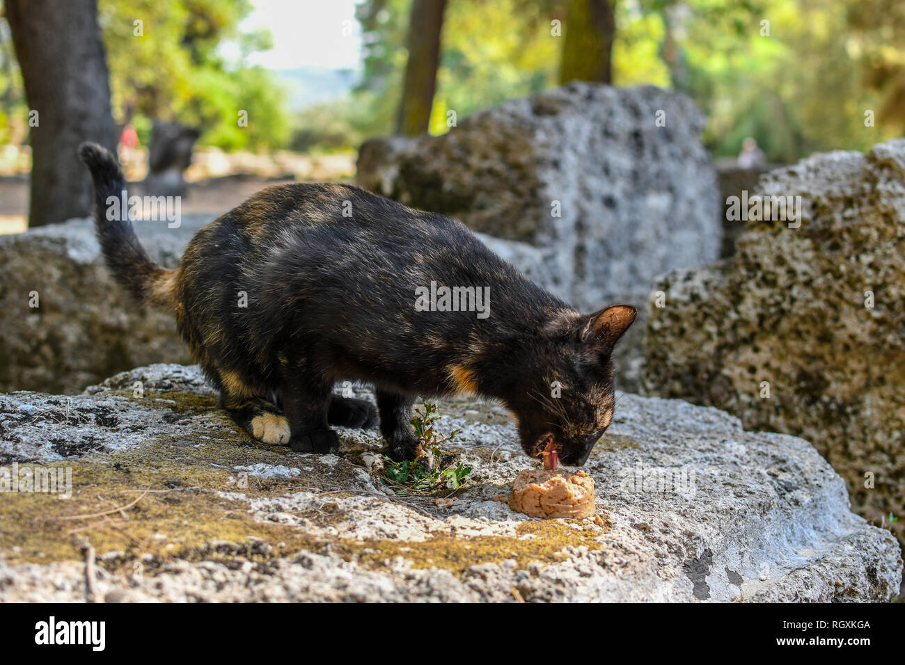 Une écaille aux cheveux courts, un chat mange un peut d'aliments placés sur une pierre parmi les ruines antiques d'Olympie, Grèce. Banque D'Images