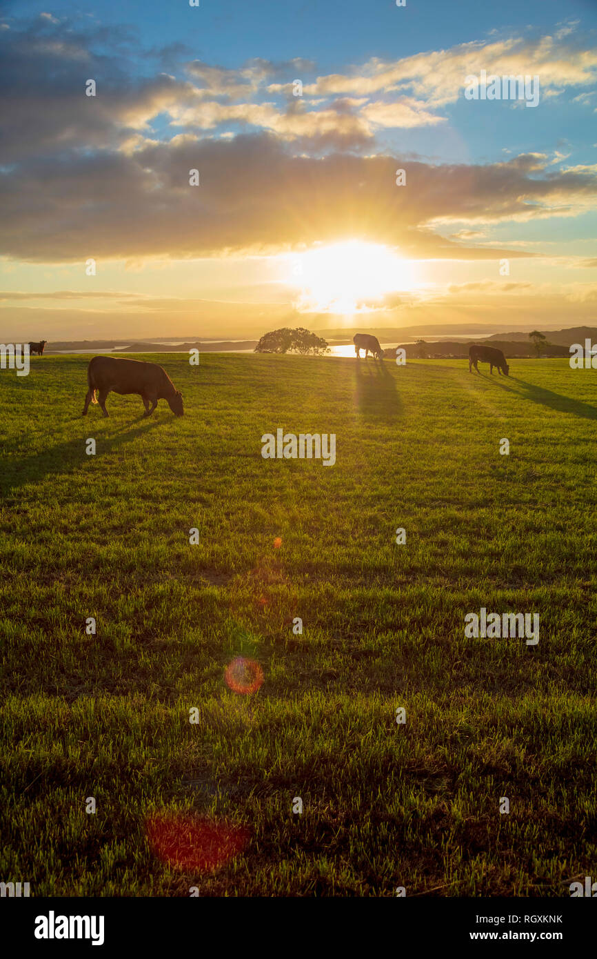 Le pâturage du bétail dans un champ au coucher du soleil, Comté de Sligo, Irlande. Banque D'Images