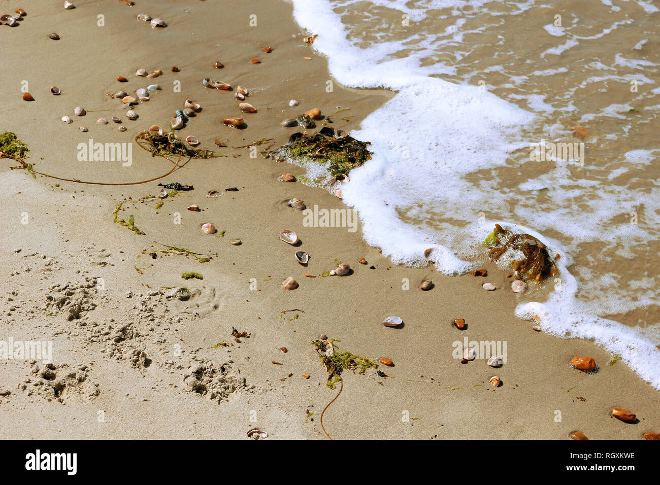 Les vagues sur une plage avec des coquillages et des algues Banque D'Images