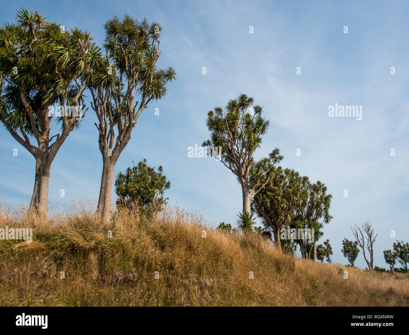 Ti chou kouka arbres croissant sur les Maoris anciens pa site, Turuturu Mokai, Hawera, Taranaki, en Nouvelle-Zélande. Les Ngati Dicaeum sont les kaitiaki du site. Banque D'Images