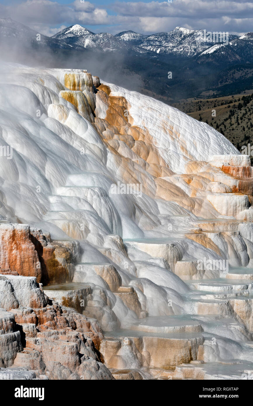 WY03050-00...WYOMING - Printemps Cupidon sur la terrasse supérieure du Mammoth Hot Springs dans le Parc National de Yellowstone. Banque D'Images