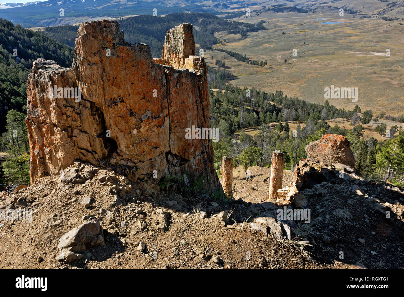 WY03082-00...WYOMING - Vestiges d'une ancienne forêt pétrifiée situé sur un épaulement de Speciman Ridge dans le Parc National de Yellowstone. Banque D'Images