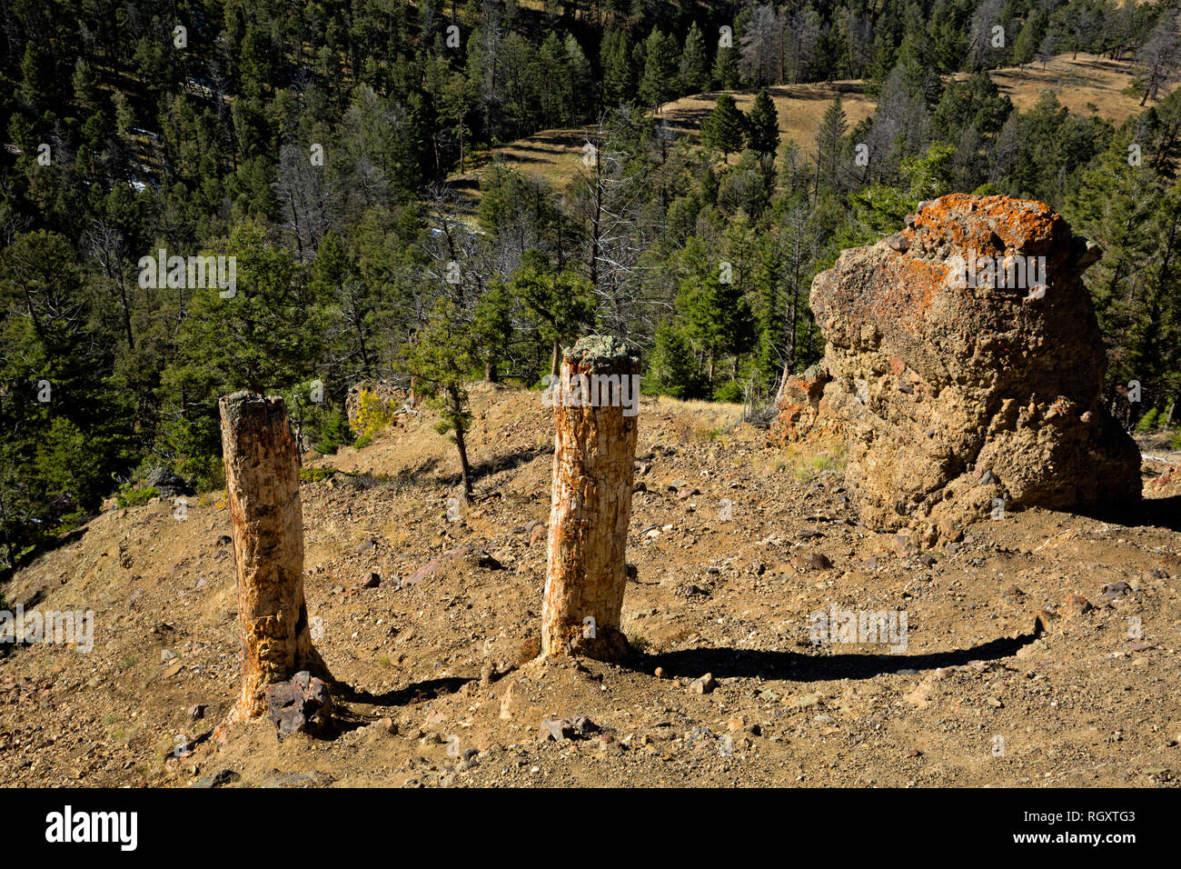 WY03083-00...WYOMING - Les troncs de deux arbres dans l'ancienne forêt pétrifiée situé sur un épaulement de Speciman Ridge dans le Parc National de Yellowstone. Banque D'Images